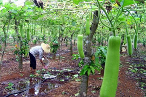 蔬菜種子瓠瓜栽培-<b>瓠 瓜 栽 培 技 術(shù)</b>