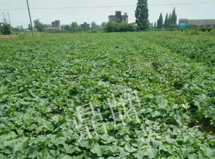 蔬菜種子種植戶客戶點評-今年秋季，什么甜瓜品種表現(xiàn)好？