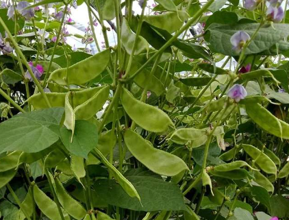 蔬菜種子種植戶客戶點評-一梭梭的，真是結坨了，“特早春”扁豆市斤批價達到10元