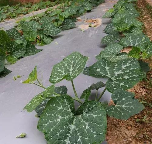 菜農(nóng)種植無需噴農(nóng)藥的蔬菜，不僅栽培簡單、而且效益高