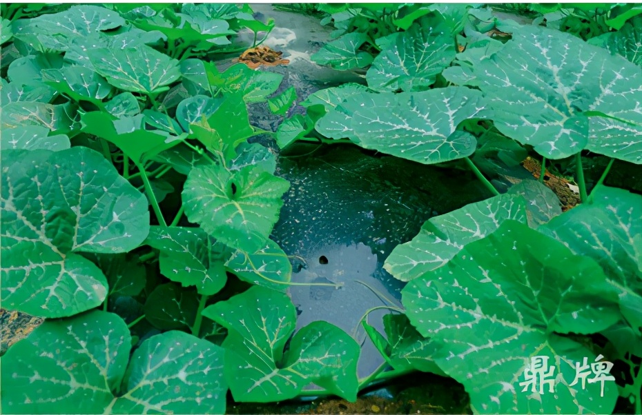 種這種綠葉菜，栽培輕松，畝產(chǎn)值過萬元，菜農(nóng)表示很劃算