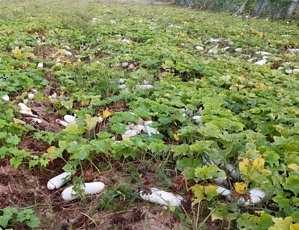 這個品種太優(yōu)秀了！耐儲耐運，適合大面積種植，菜農(nóng)瓜販都喜歡