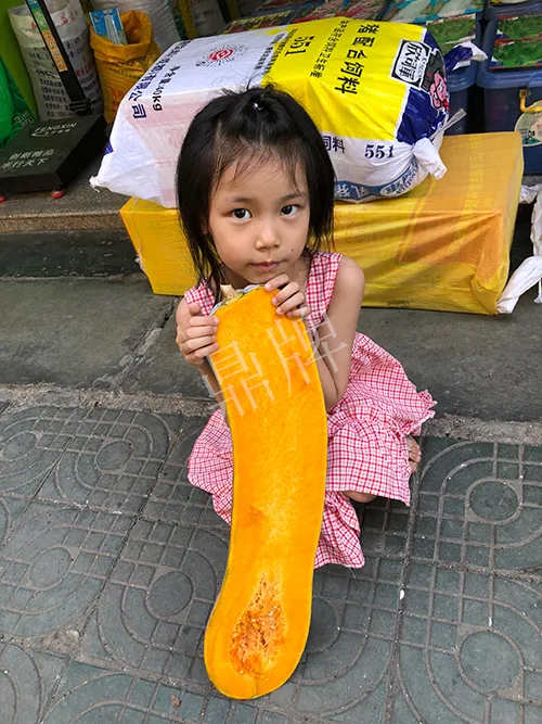 四川農(nóng)戶今年種“健美蜜本”南瓜產(chǎn)量高，品質(zhì)好，感覺巴適得很