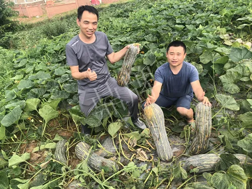 四川農(nóng)戶今年種“健美蜜本”南瓜產(chǎn)量高，品質(zhì)好，感覺巴適得很