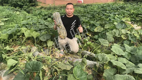 四川農(nóng)戶今年種“健美蜜本”南瓜產(chǎn)量高，品質(zhì)好，感覺巴適得很