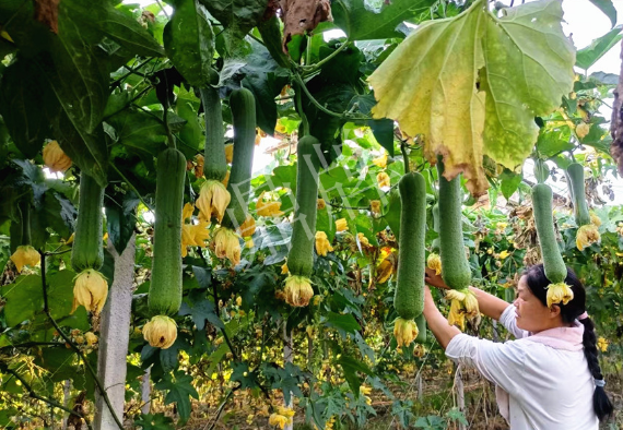 蔬菜種子種植戶客戶點評-8月，持續(xù)高溫下，這種絲瓜少見，少見！