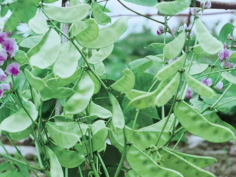 蔬菜種子種植戶客戶點評-鼎牌幫我度難關(guān)，決心助我大豐收！