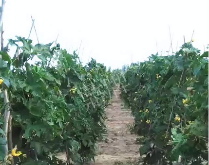 蔬菜種子種植戶客戶點評-種植這個品種，獲得高收入，老婆的功勞最大