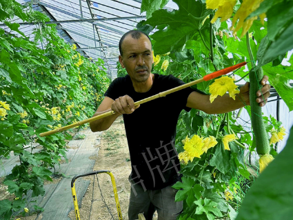 蔬菜種子種植戶客戶點評-這種絲瓜在法國，批發(fā)都是30元/kg