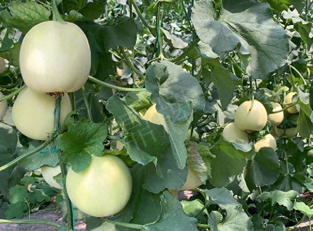 蔬菜種子種植戶客戶點評-“玉奶香2號”甜瓜，真的有那么好嗎？