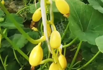 蔬菜種子種植戶客戶點評-一個特色品種種植戶的反饋，帶給大家的思考