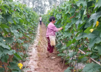 蔬菜種子種植戶客戶點(diǎn)評(píng)-85歲老奶奶，還是種植基地的領(lǐng)頭人，做的怎么樣？一起去看看…